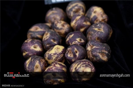 گزارش تصویری از نمایشگاه گل و گیاه چلسی‎