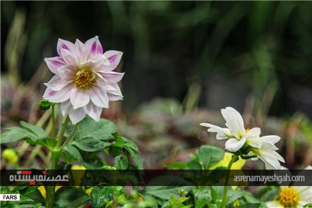 گزارش تصویری نمایشگاه گل و گیاه در کرمان