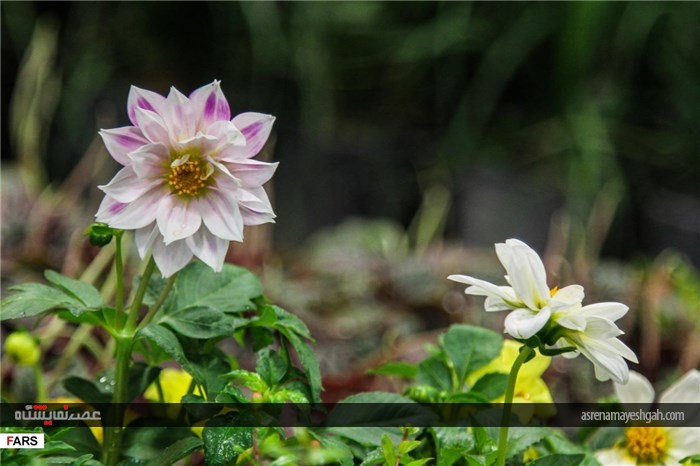 گزارش تصویری نمایشگاه گل و گیاه در کرمان