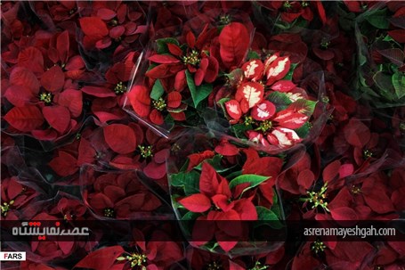 گزارش تصویری نمایشگاه گل و گیاه در کرمان