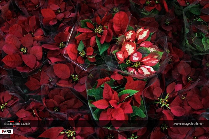 گزارش تصویری نمایشگاه گل و گیاه در کرمان