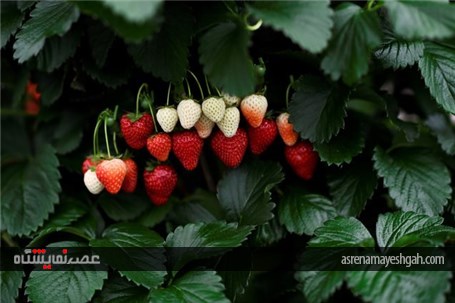 نمایشگاه گل و گیاه چلسی سال 2017 میلادی