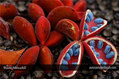 نمایشگاه گل و گیاه چلسی سال 2017 میلادی