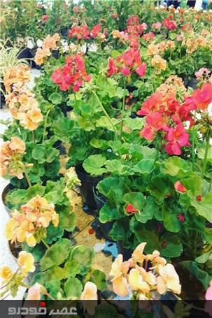 گزارش تصویری ششمین نمایشگاه گل و گیاه،فضای سبز و ماهیان زینتی
