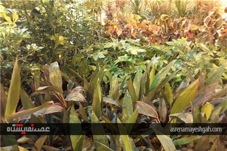گزارش تصویری ششمین نمایشگاه گل و گیاه،فضای سبز و ماهیان زینتی
