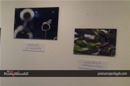 نمایشگاه &quot;وحشی زیبا&quot; در شهرستان کاشان برپا شد