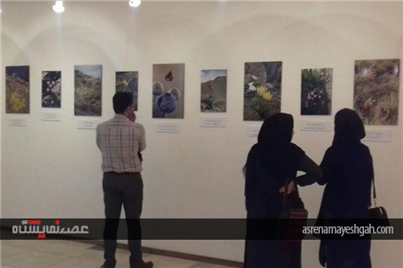 نمایشگاه &quot;وحشی زیبا&quot; در شهرستان کاشان برپا شد