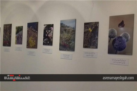 نمایشگاه &quot;وحشی زیبا&quot; در شهرستان کاشان برپا شد