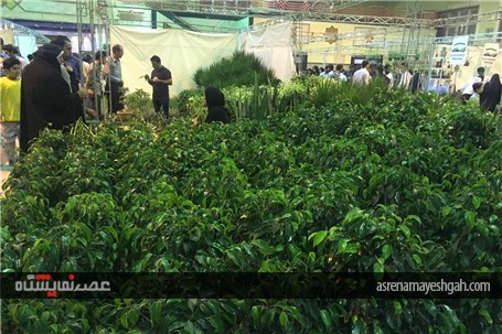 گزارش تصویری از نخستین نمایشگاه تخصصی گل و گیاه استان قم