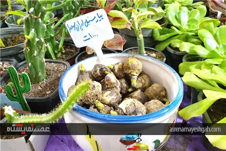 گزارش تصویری از نمایشگاه خرما و گیاهان زینتی در بندرعباس