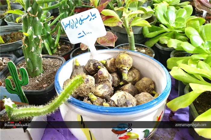 گزارش تصویری از نمایشگاه خرما و گیاهان زینتی در بندرعباس