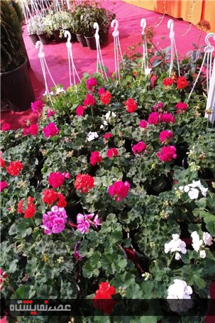 گزارش تصویری آماده سازی نمایشگاه گل و گیاه گلستان
