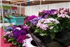 گزارش تصویری آماده سازی نمایشگاه گل و گیاه گلستان