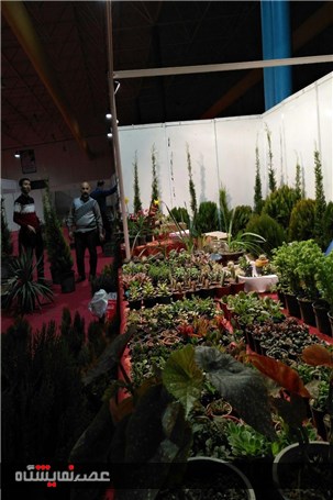 گزارش تصویری آماده سازی نمایشگاه گل و گیاه گلستان