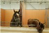 گزارش تصویری اسطبل اسب ها در نمایشگاه اسب تهران